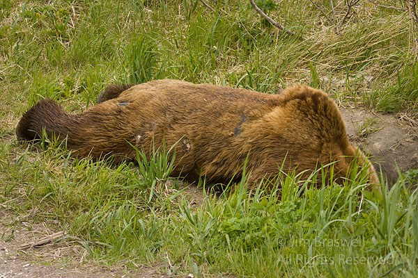 Brown Bear looking into hole in the ground