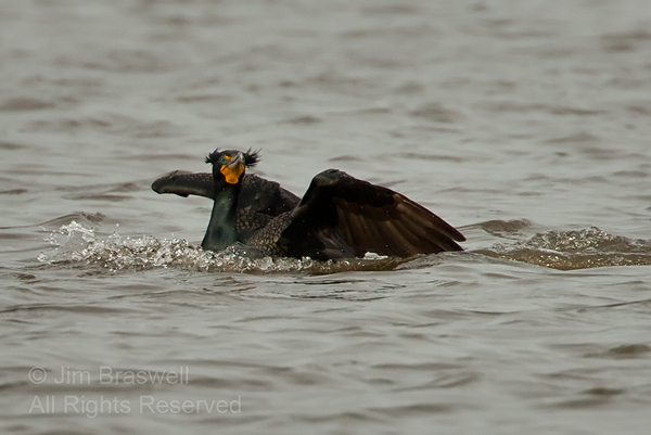 Double-crested Cormorant landing