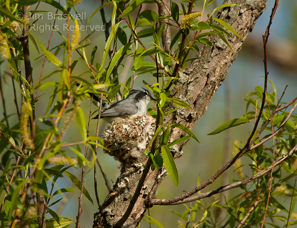 Blue-Gray Gnatcatcher in nest
