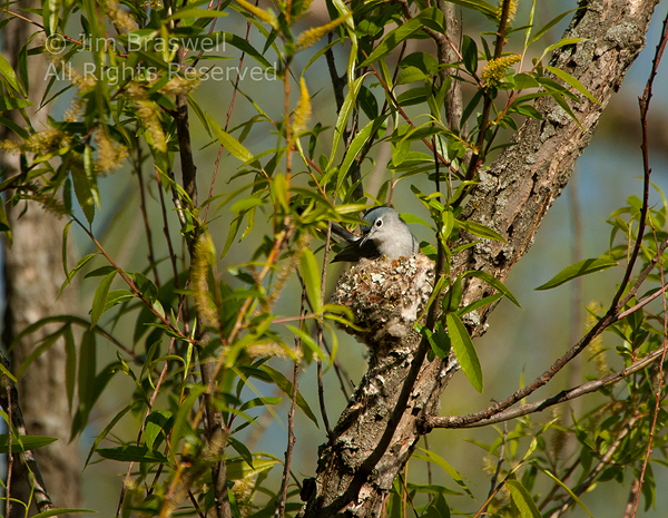 Blue-Gray Gnatcatcher in nest