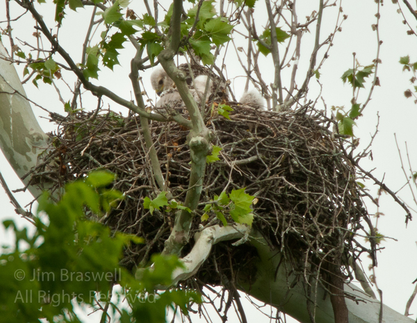 Baby Red-tailed Hawks in nest