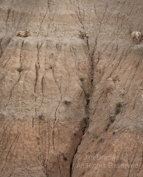 Bighorn Sheep lamb jumping across a ridge
