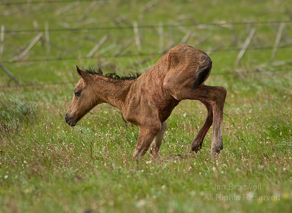 Gila newborn foal