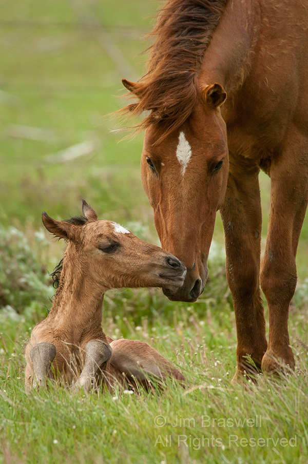 A Gila horse encourages foal to stand up