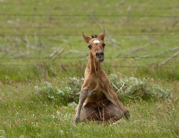 Gila newborn foal