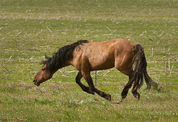 Gila stallion running towards newborn foal