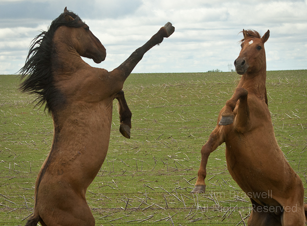 Gila mares fighting