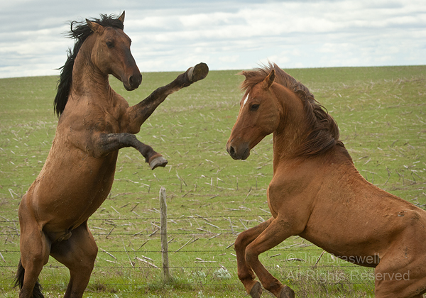 Gila mares fighting