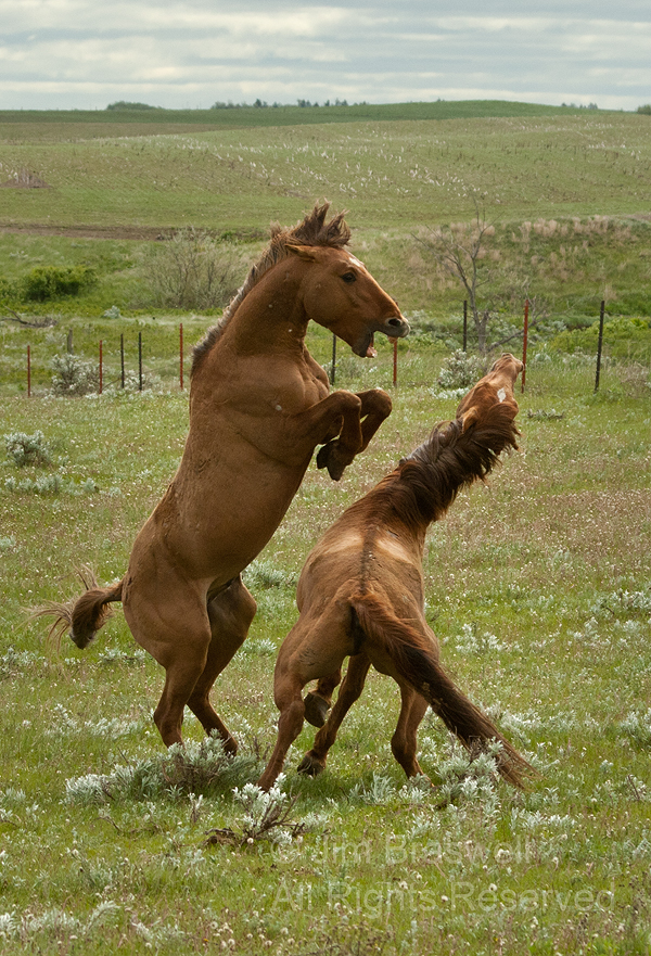 Gila herd stallions fighting