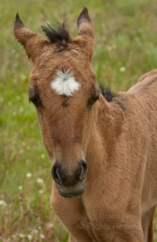 Newborn Gila herd foal