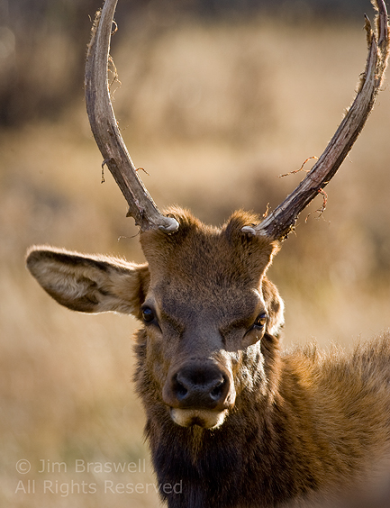 Young bull elk with one ear bent back