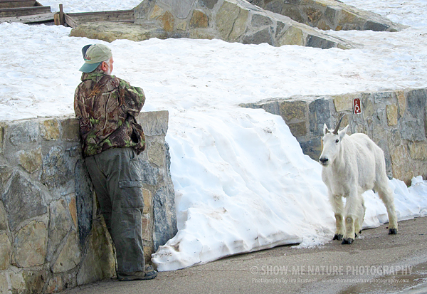 Jim and a juvenile Mountain Goat
