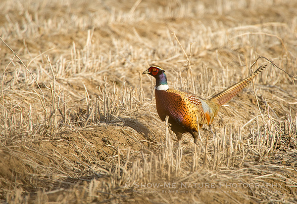Ring-necked Pheasant forages in a cornfield