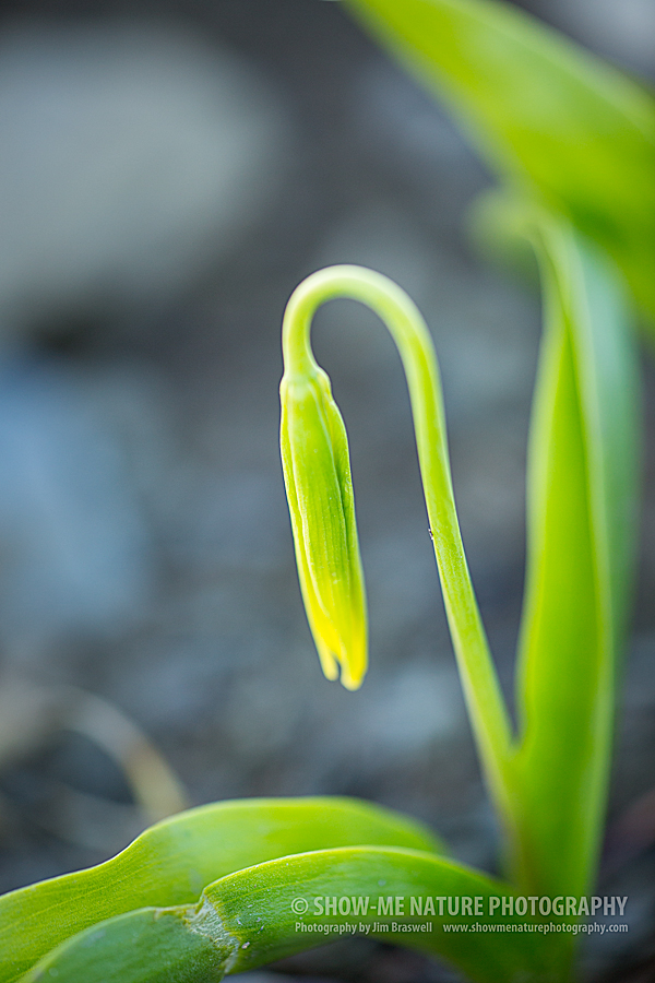 Glacier Lily bud