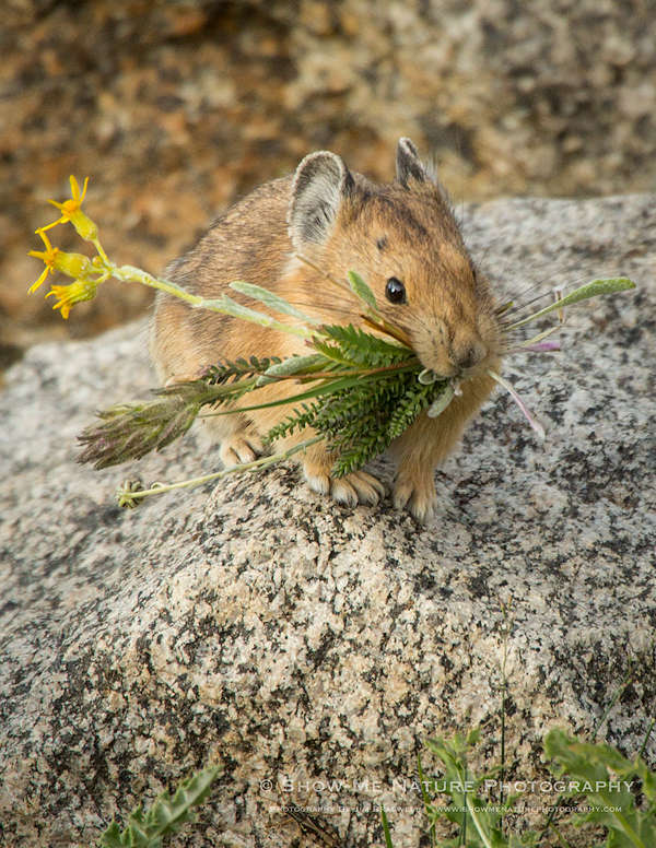 American Pika with wildflowers