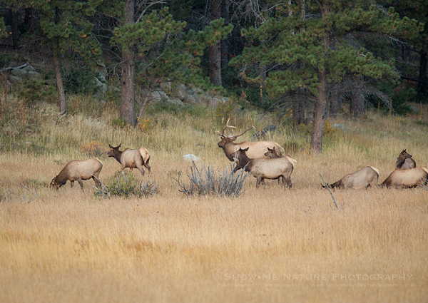 A bull elk with his harem