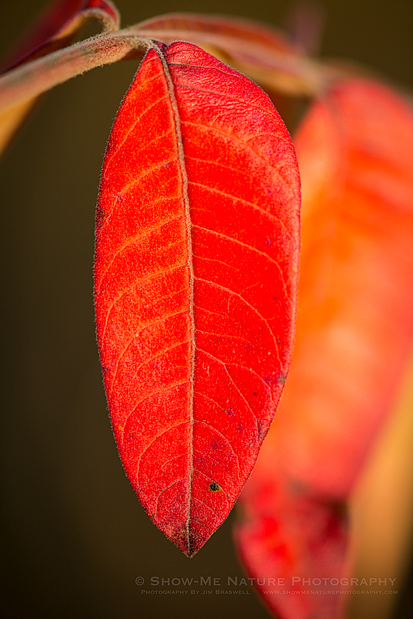 Sumac leaves in fall color