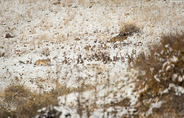 Coyotes foraging in the snow
