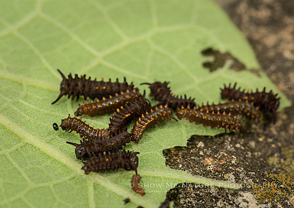 Pipevine Swallowtail Butterfly caterpillars