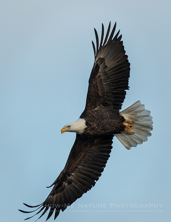 Adult Bald Eagle fishing