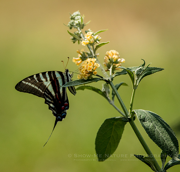 Zebra Swallowtail butterfly