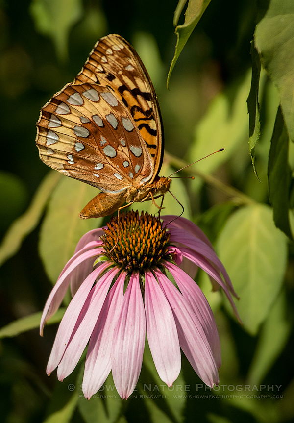 Fritillary butterfly on a Coneflower