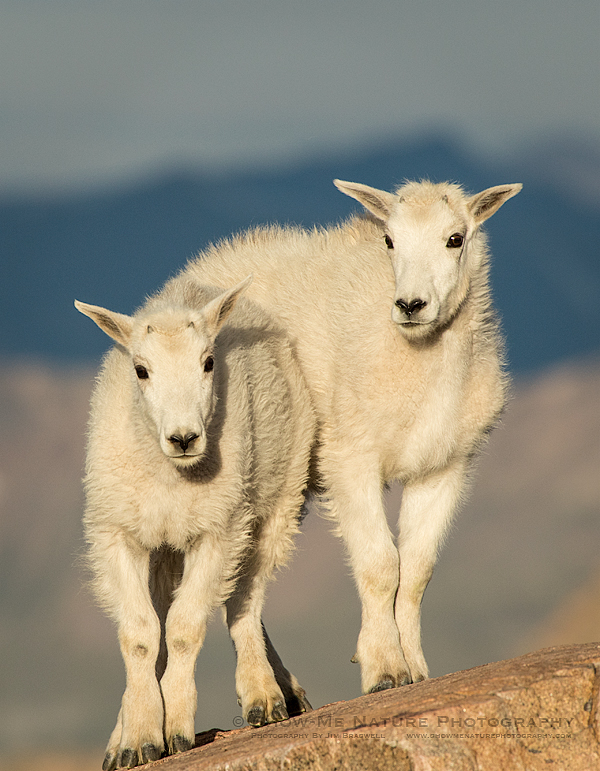 Mountain Goat kids
