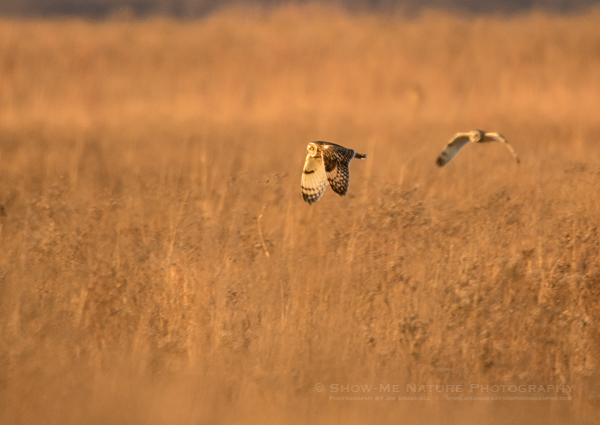 Short-eared Owls hunting over the grassland