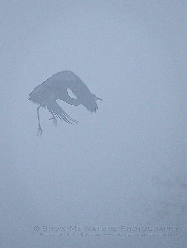 Great Blue Heron in heavy fog