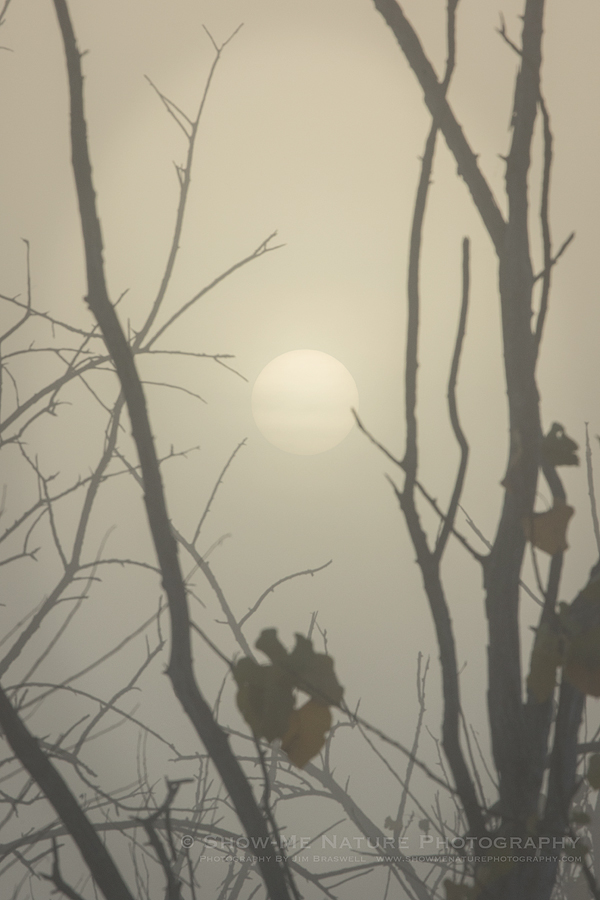Rising sun through the dense fog
