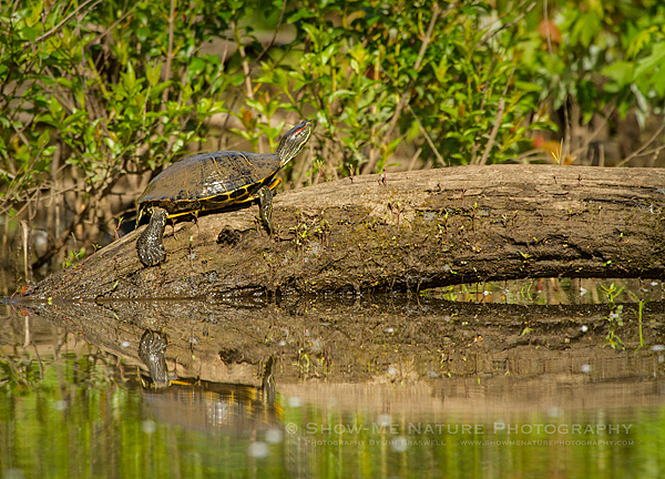 Red-eared Slider sunning in the creek