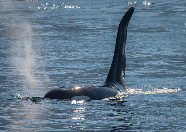 Adult Orca "Killer" Whale