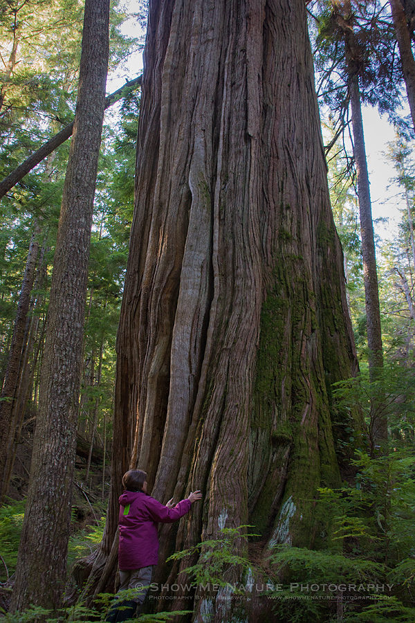 Old Growth Forest Tree