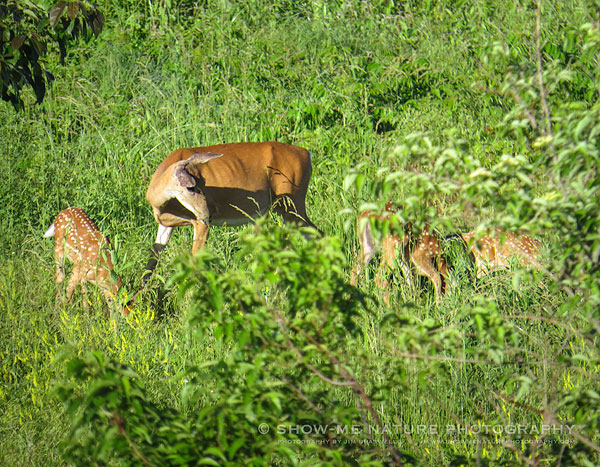 White-tailed Deer doe with 3 young fawns