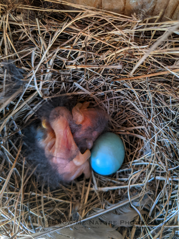 Active Eastern Bluebird nest