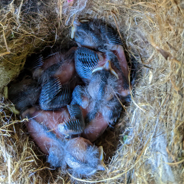 Black-capped Chickadee babies in nest