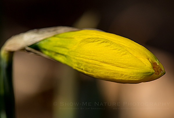 Daffodil in late winter