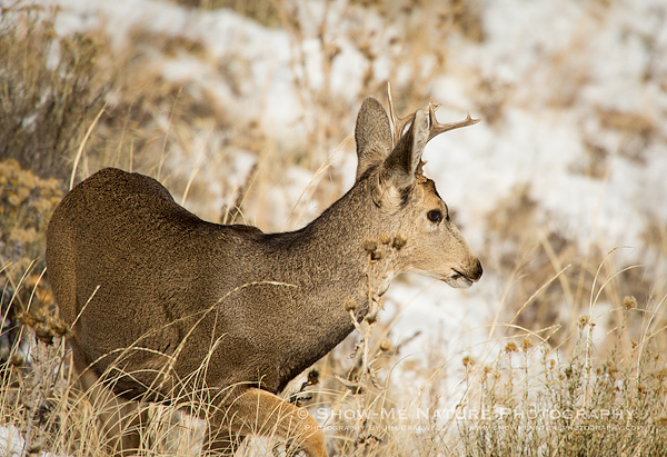 Young Mule Deer buck
