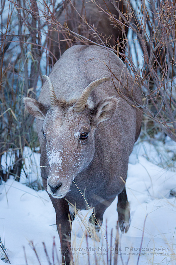 Bighorn Sheep ewe, with snow on the face