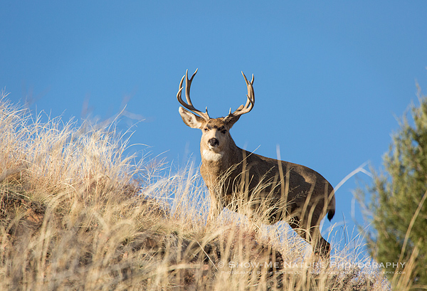 Adult Mule Deer buck