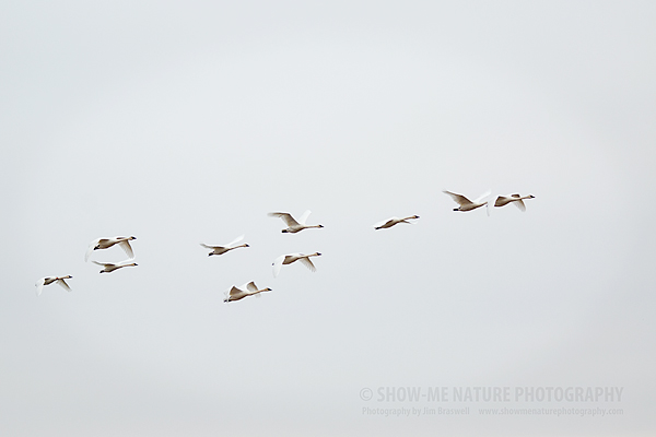 Trumpeter Swans flying over the refuge