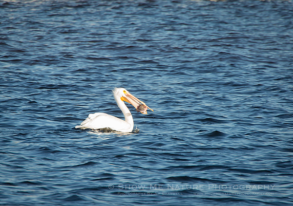 American White Pelican feeding