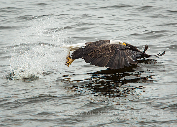 Adult Bald Eagle fishing