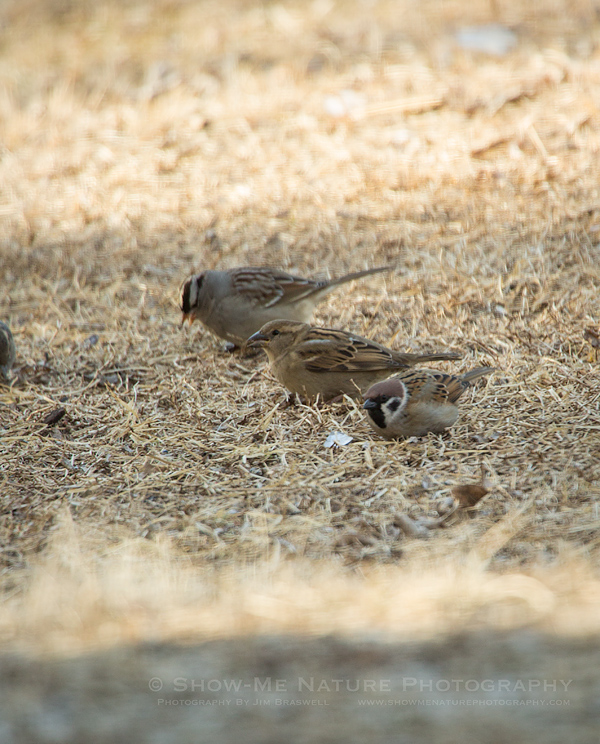 Eurasian Tree Sparrow, a female House Sparrow and a White-crowned Sparrow