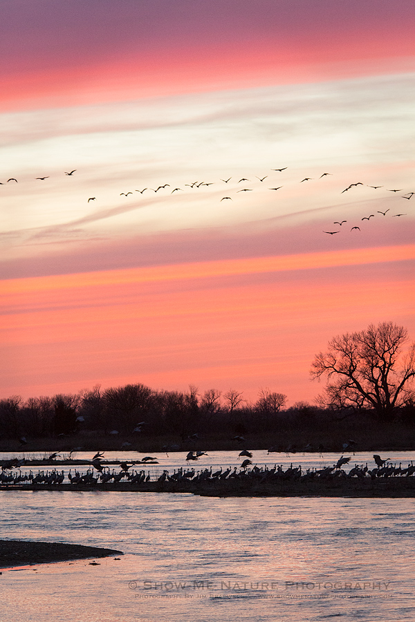 Sandhill Cranes returning to the river to roost