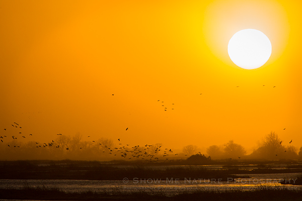 Sandhill Cranes returning to the river to roost, as the sun begins to set