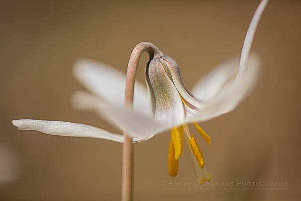 Trout Lily (Dog-tooth Violet)