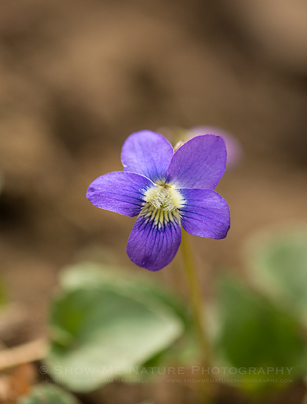 Common Violet wildflower