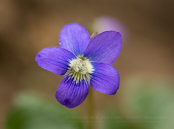 Common Violet wildflower