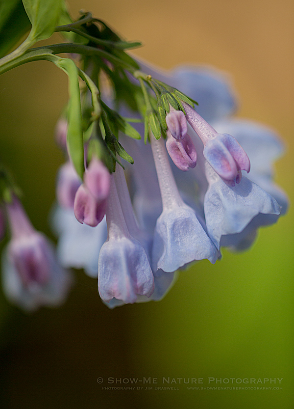 Bluebell wildflowers